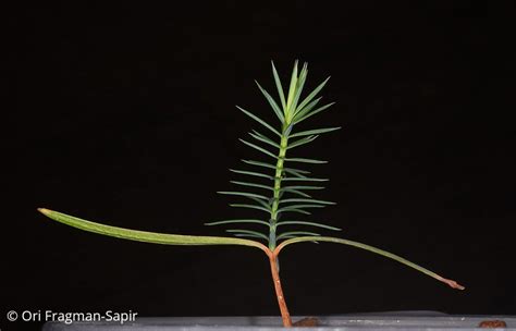 Juniperus drupacea - ערער גלעיני, Syrian Juniper | The Jerusalem ...