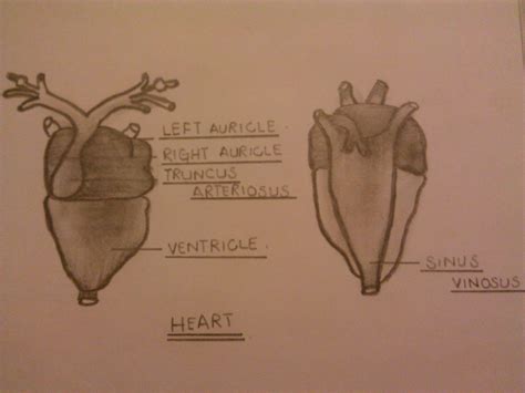 Isolated System: Observation of heart of frog.
