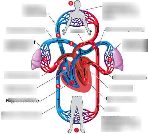 Image result for What Is a Double Circulation