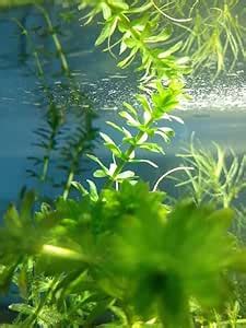 Aquarium live plant Hydrilla/Egeria densa | Pack of 10 Steam | : Amazon ...