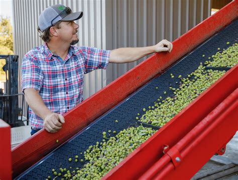 Séka Hills: Olive Oil from the Yocha Dehe Wintun Nation | The Olive Oil ...