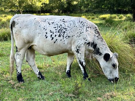 For Sale - British White Cattle Society Australia