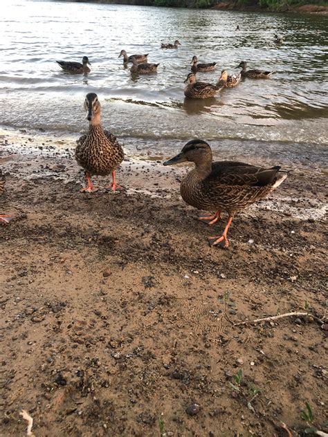 Pilot Knoll Park Campground | Corinth, Texas