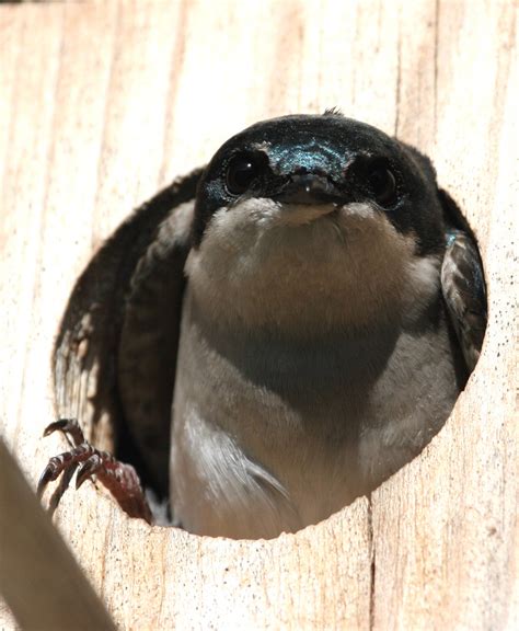 Tree swallow in box | FWS.gov