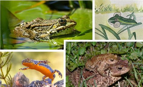 Les batraciens, Rouge-Cloître, Auderghem, 22 February 2025 | AllEvents