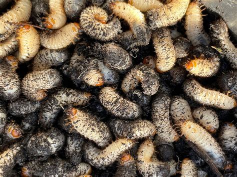 Removing Maggots How To Get Rid Of Maggots In The House | Fantastic