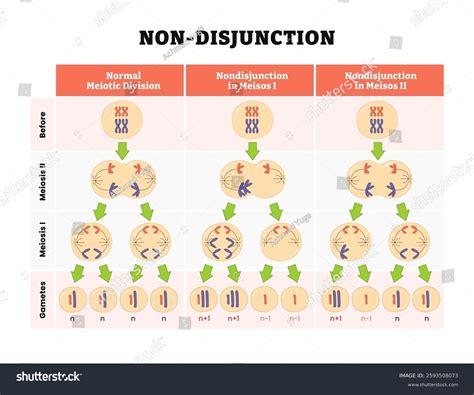 Nondisjunction In Meiosis 1