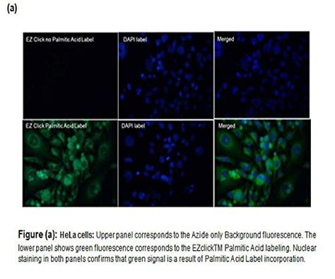 Buy K452-100 - Palmitoylated Protein Assay Kit (FACS/Microscopy), Green ...
