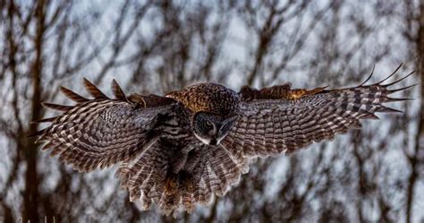 Image result for Owl Exploding