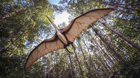 Dinosaur dandruff: How are the feathered raptor flakes different from ...