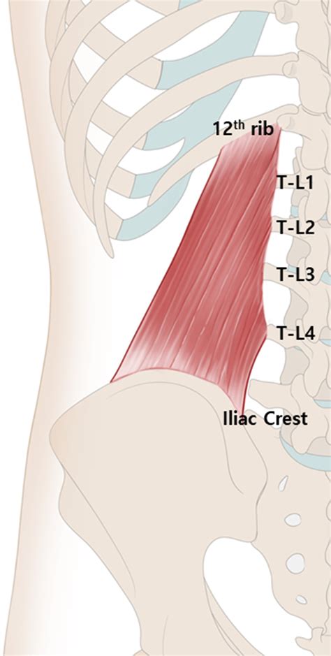 Iliac Crest Muscle Pain