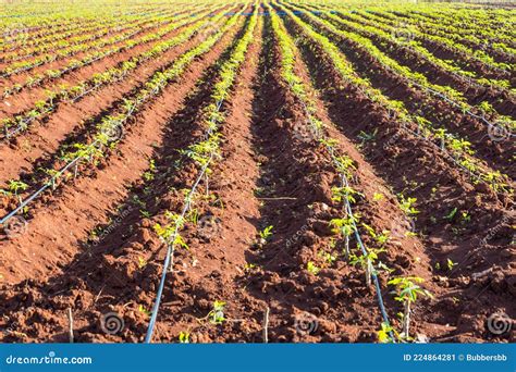 Cassava Plantation.row Of Cassava Tree In Field, Tapioca Starch, Row Of ...