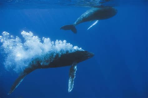 When Do Whales Reach Sexual Maturity? • Whale Trust