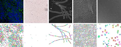 Python Cell Resonance Modelling 的图像结果