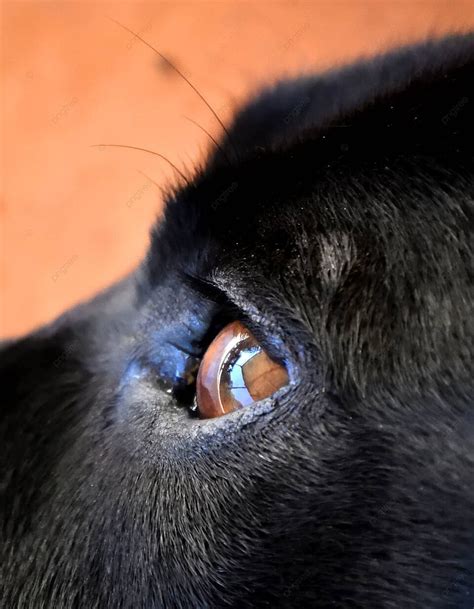 Labrador Retriever Eye Color 的图像结果