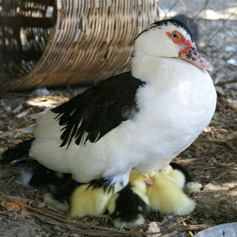 Runner Duck Life Expectancy at JENENGE blog