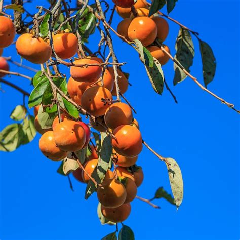 Gurney's Seed and Nursery Fruit Tree Fuyu Imoto Persimmon Starter ...