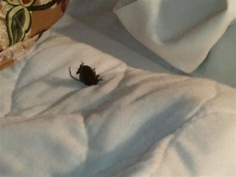 It's not as bad as people make it out to be! - Review of Courtesy Inn ...