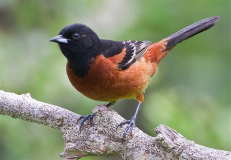 A list of 15 black and orange birds - Bird Finder