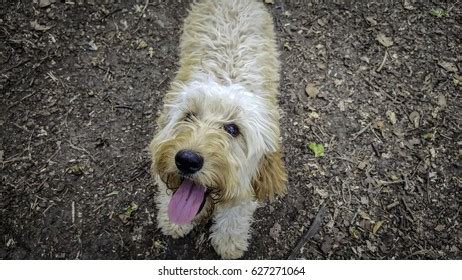 Image result for Cockapoo Tongue