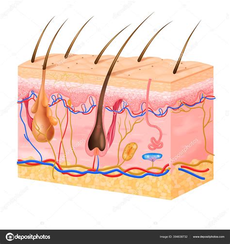 Skin Diagram Without Labels
