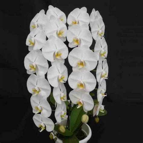 Phalaenopsis Sogo Yukidian V3 - Big Plant – EXOTICA ORCHIDS