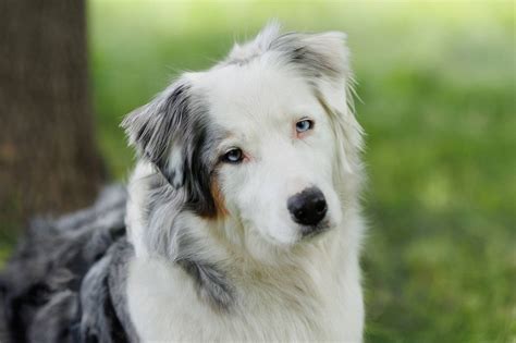 Australian Shepherd: The Energetic and Intelligent