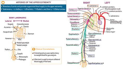 Gross Anatomy: Arteries of the Upper Extremity | ditki medical & biological sciences