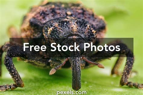 Rice Weevil 的图像结果