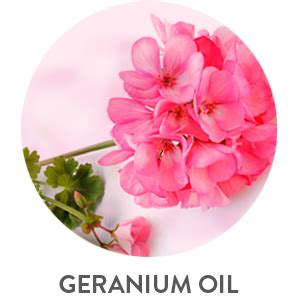 Dot & Key Hand Cream : Sanitizer + moisturizer (Rose Geranium & Shea ...