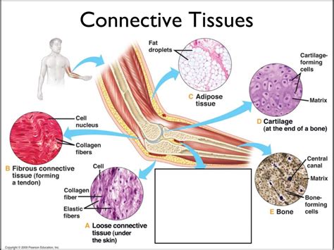 Connective Tissue Tutorial 的图像结果