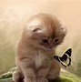 Image result for Kittens and Butterflies