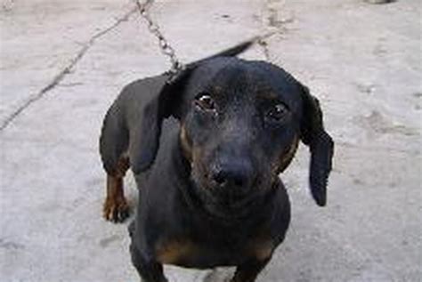 What Is DA2PP for Dogs? - Pets