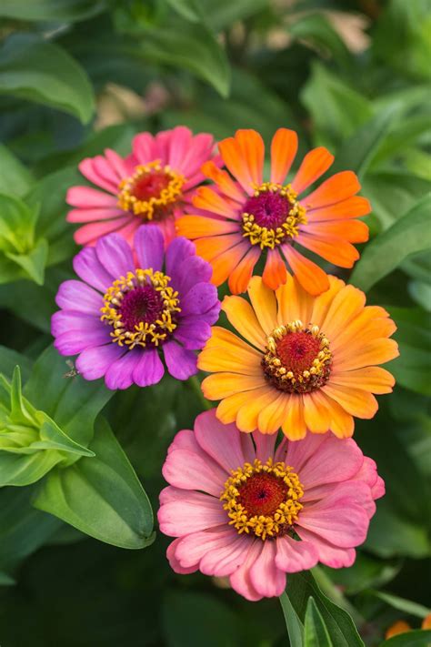 Pin by Riva Mollison on Perfect plants :0) | Zinnias, Zinnia flowers ...