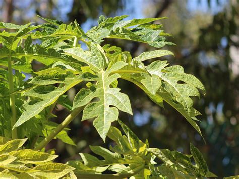 14 Top health benefits of Papaya | HB times - benefits of papaya leaves