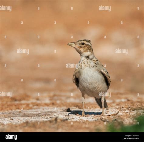 Immature Calandra Lark (Melanocorypha calandra calandra) in the Spanish ...