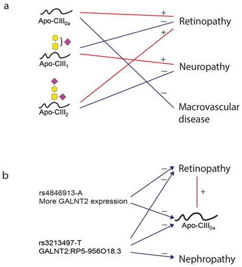 Apolipoprotein-CIII O-Glycosylation Is Associated with Micro- and ...