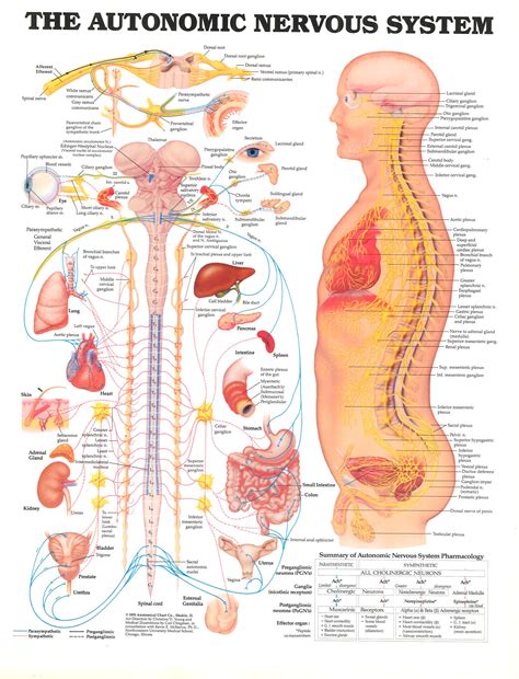 The Autonomic Nervous System Anatomical System - Physio Needs