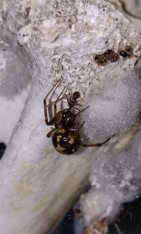 Just wanted to share some photos of my steatoda triangulosa ...
