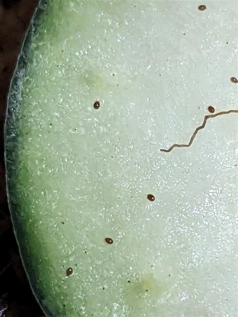 Parasite or tiny friend?? : r/isopods