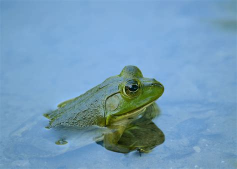 Image result for Alien Michigan Frog