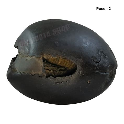 Buy Natural Krishna Original Shaligram Stone Shila