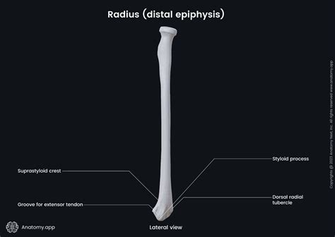Wrist Bone Anatomy Radius