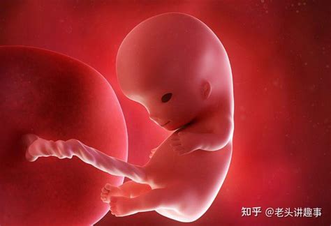 【孕八周胎儿图】【图】孕八周胎儿图片观察 5个要点需引起重视(3)_伊秀亲子|yxlady.com