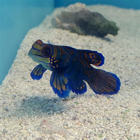 Green Mandarin (Synchiropus splendidus ) Dragonet – Essex Marine Aquatics