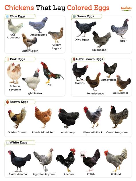 Image result for Chicken Fried Tutorial