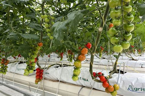 “法国血统”串收番茄即将上市