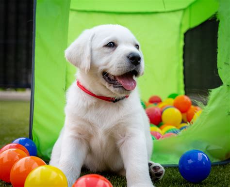 White English Labrador Retriever