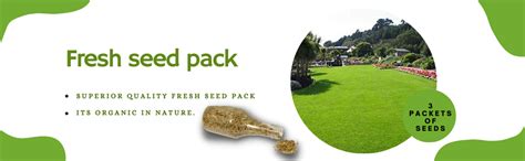 Green Herb Hybrid Lawn,Grounds Grass Seed - 3 Packets - (600 Seeds Per ...