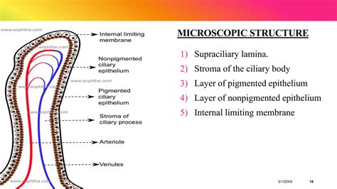 anatomy of uveal tract.pptx